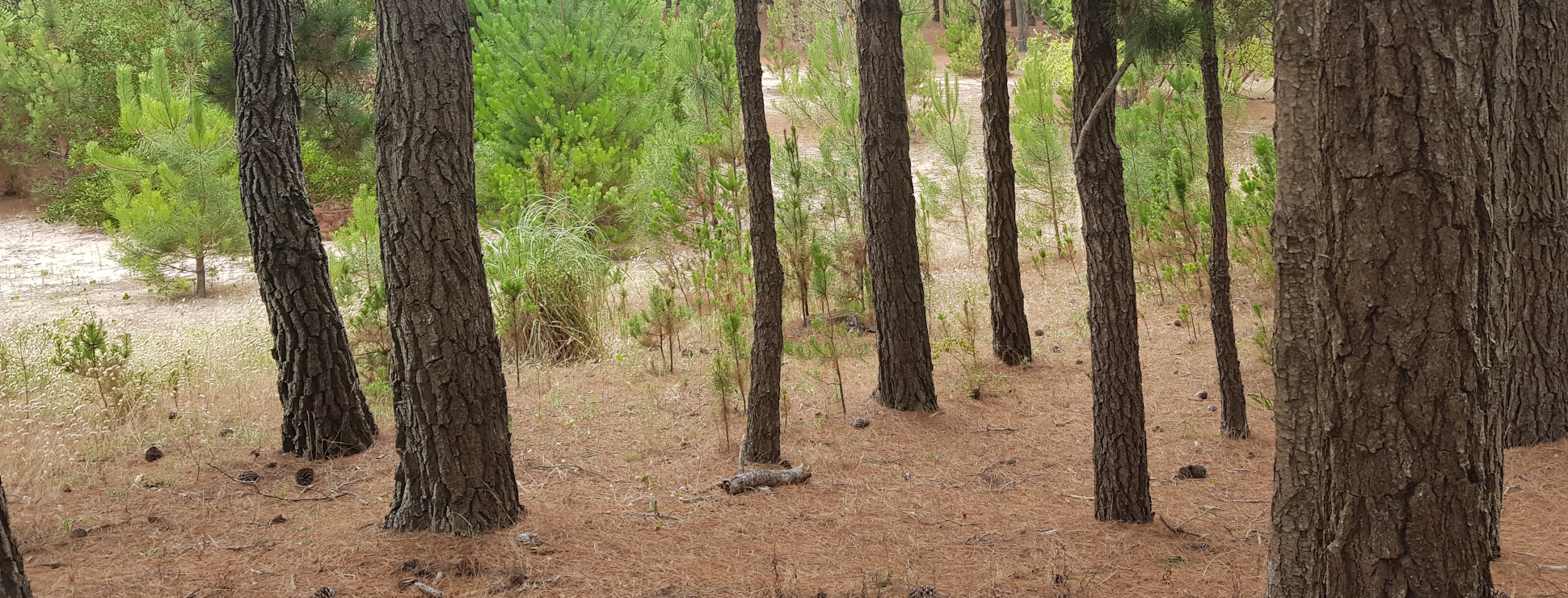 Bosque